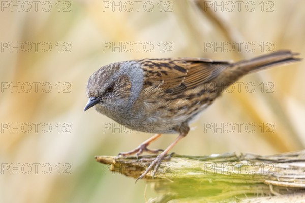 Dunnock (Prunella modularis) Germany