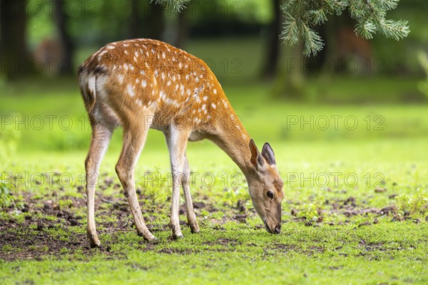 Sika deer (Cervus nippon) female on a meadow, Bavaria, Germany, Europe
