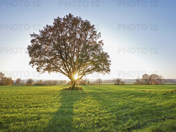 Sun shining through autumn-coloured English oak (Quercus robur), Birri, Freiamt, Canton Aargau, Switzerland, Europe