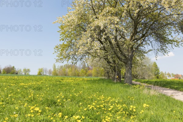 Avenue with blossoming fruit trees, in the background the houses of Fördergersdorf, spa town Hartha, Saxony, Germany, Europe