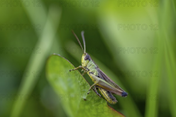 Great green bush cricket (locusta), grasshopper, on a blade of grass in a meadow, Tyrol, Austria, Europe