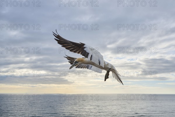 Northern gannet (Morus bassanus) flying over the sea, wildlife, Helgoland, Germany, Europe