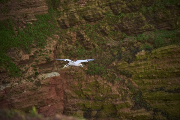 Northern gannet (Morus bassanus) over the cliffs, wildlife, Helgoland, Germany, Europe