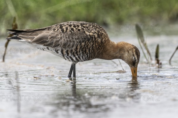 Black-tailed godwit (Limosa limosa), Lower Saxony, Germany, Europe