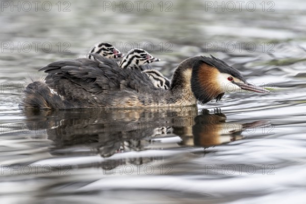 Great Crested Grebe (Podiceps Scalloped ribbonfish) with juveniles, Emsland, Lower Saxony, Germany, Europe