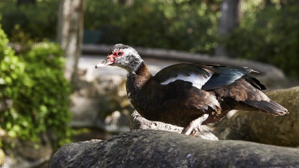 Brown and white duck (anas) on a tree trunk in a sunlit forest landscape, Rodini Park, City Park, Rhodes Town, Rhodes, Dodecanese, Greek Islands, Greece, Europe