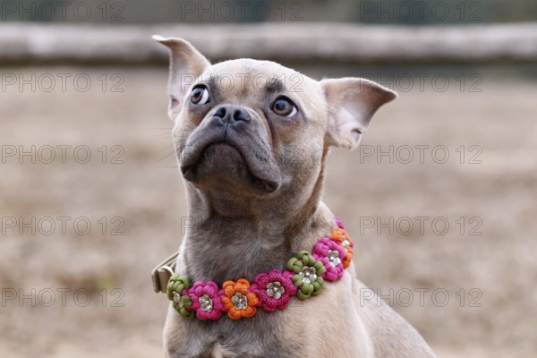 Portrait of French Bulldog dog mix with paracord flower collar
