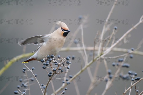 Bohemian Waxwing (Bombycilla garrulus), North Rhine-Westphalia, Germany, Europe