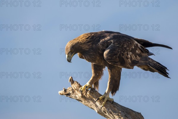 Golden Eagle (Aquila chrysaetos) perched on tree trunk, Madrid, Spain, Europe