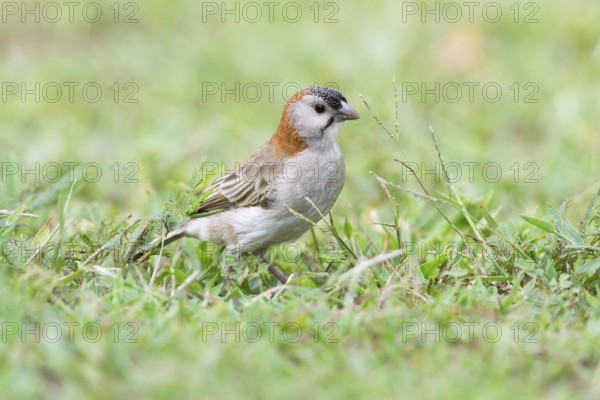 Schuppenkopfweber (Sporopipes frontalis) on ground, Uganda, Africa