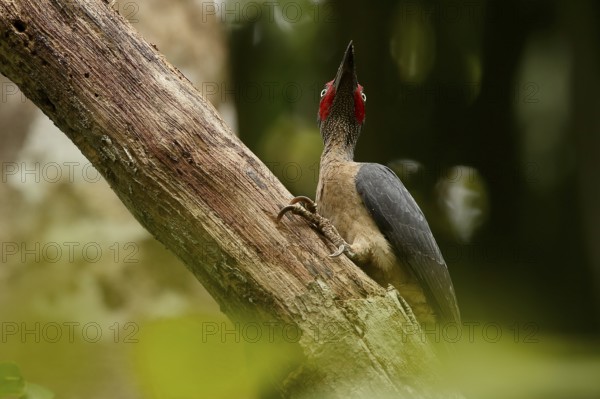 Ashy Woodpecker (Mulleripicus fulvus) male climbing up tree trunk, North Sulawesi, Indonesia, Asia
