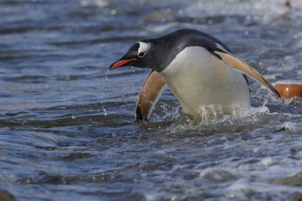 Gentoo Penguin (Pygoscelis papua) perched on a rocky beach on South Georgia Island