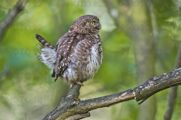 Eurasian Pygmy Owl (Glaucidium passerinum) female perched on a branch, Bavaria, Germany, Europe