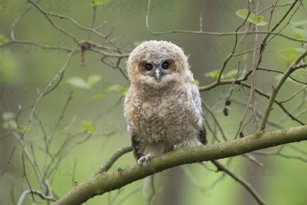 Tawny Owl (Strix aluco) juvenile perched on a branch, North Rhine-Westphalia, Germany, Europe