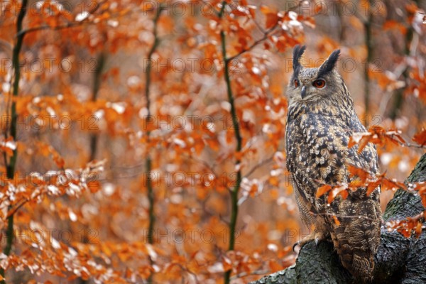 Eurasian Eagle Owl, Bubo Bubo, sitting tree trunk, wildlife fall photo in the wood with orange autumn colours, Germany. Autumn orange wildlife, detail portrait of owl in the forest. Bird habitat