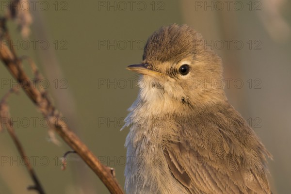 Booted Warbler - Buschspötter - Iduna caligata, Russia (Ural)