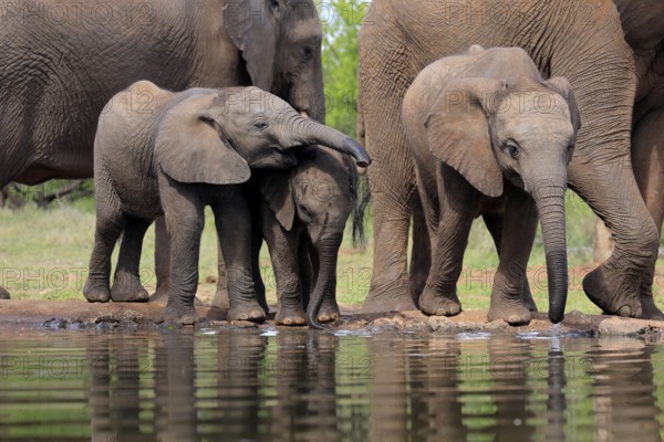 African elephant (Loxodonta africana), three young animals, at the water, drinking, group, Kruger National Park, Kruger National Park, South Africa, Africa