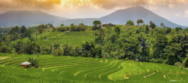 Jatiluwih, rice terrace, rice, agriculture, agriculture, panorama, evening mood, export, tourism, travel, landscape, UNESCO, Bali, Indonesia, Asia