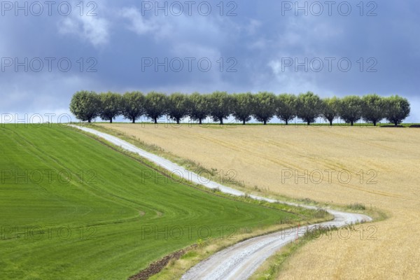 Country road, dirt road and row of white willows (Salix alba) trees along wheat field in summer on a cloudy, rainy day