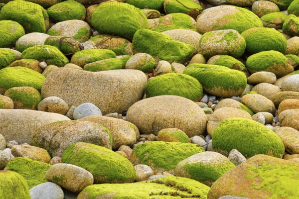 Ochre-coloured stones overgrown with green moss, stone stand in the Breatgne, France, Europe