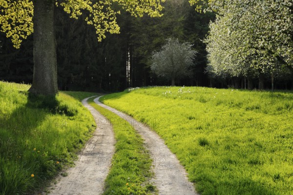 Curved field path leads between oak and blossoming fruit trees into the forest, Canton Thurgau, Switzerland, Europe