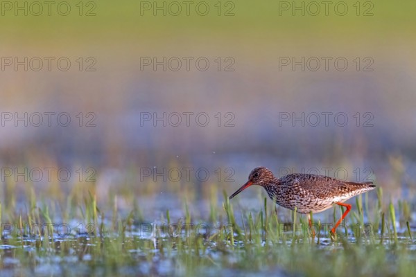 Common redshank (Tringa totanus), East Khawr / Khawr Ad Dahariz, Salalah, Dhofar, Oman, Asia