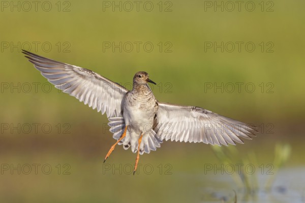 Ruff (Philomachus pugnax), female in flight, Narew, Bialystok, Podlasie, Poland, Europe
