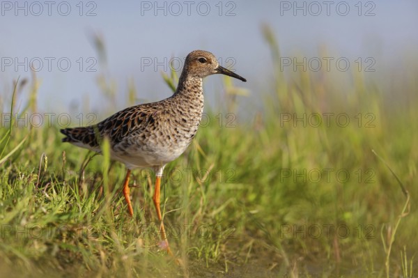 Ruff (Philomachus pugnax), female, Narew, Bialystok, Podlasie, Poland, Europe