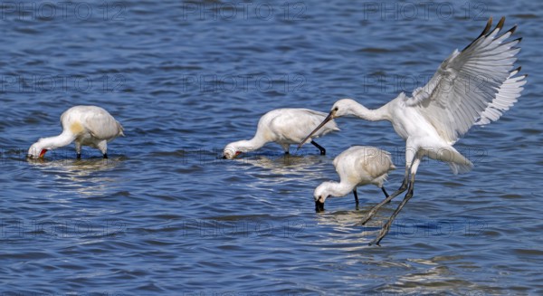 Flock of Eurasian spoonbills, common spoonbill (Platalea leucorodia) juveniles and adults foraging in shallow water of coastal salt marsh in summer