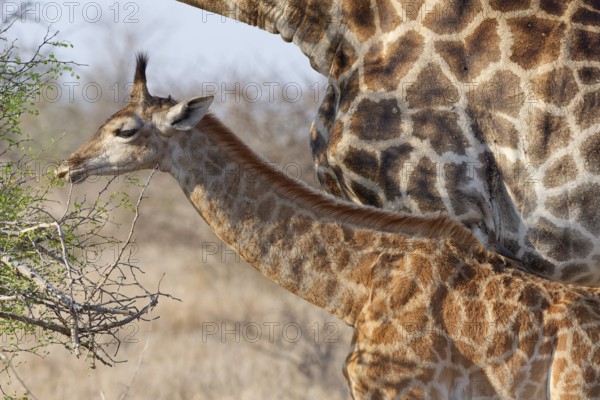 South African giraffes (Giraffa camelopardalis giraffa), adult and young animal, young feeding on leaves with red-billed oxpecker (Buphagus erythrorynchus) on its back, Kruger National Park, South Africa, Africa