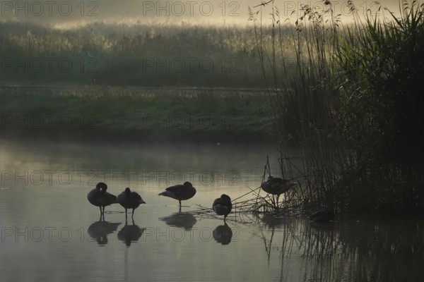 Summer morning atmosphere, morning fog, Germany, Europe