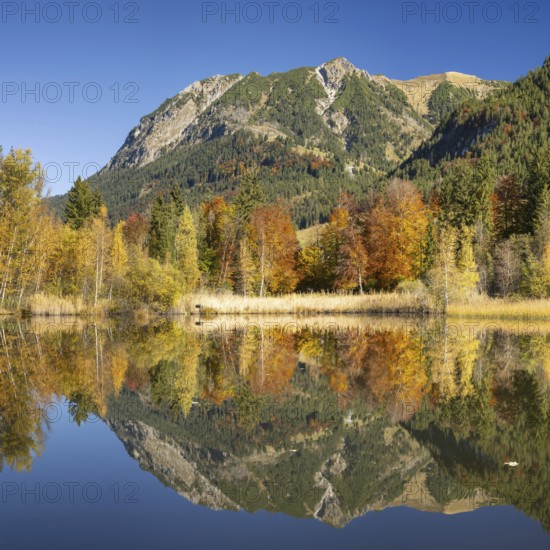 Rubihorn, 1957m, Gaisalphorn, 1953m, and Schattenberg, 1845m, water reflection in the moor pond, autumn, near Oberstdorf, Oberallgäu, Allgäu, Bavaria, Germany, Europe