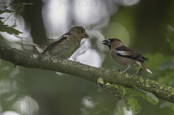 Hawfinch (Coccothraustes coccothraustes), adult bird feeding young, Emsland, Lower Saxony, Germany, Europe