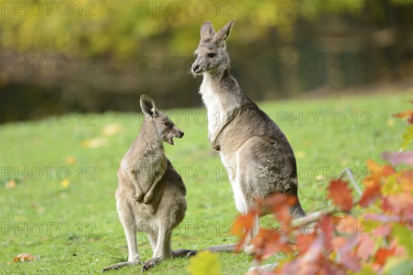Close-up of a eastern grey kangaroo (Macropus giganteus) mother with her child in autumn