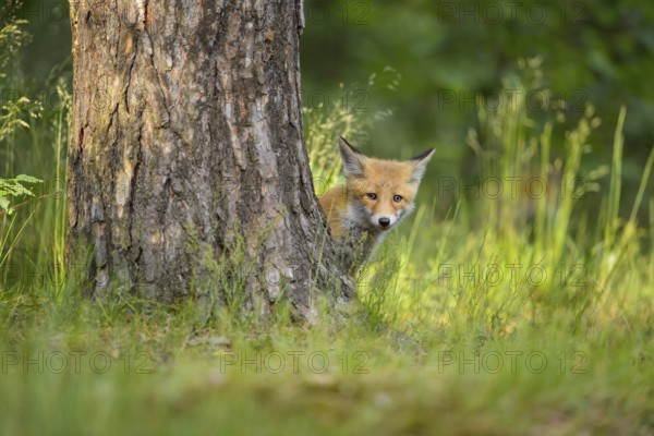 Red fox (Vulpes vulpes), a curious young fox looks out from behind a tree, summer, Hesse, Germany, Europe