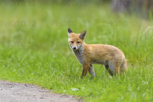 Red fox (Vulpes vulpes), a young fox standing on a forest path in the meadow, summer, Hesse, Germany, Europe