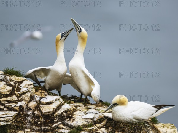 Northern Gannet, Morus bassanus, birds on cliff, Bempton Cliffs, North Yorkshire, England, United Kingdom, Europe