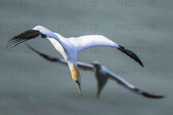 Northern Gannet, Morus bassanus, bird in flight over sea, Bempton Cliffs, North Yorkshire, England, United Kingdom, Europe