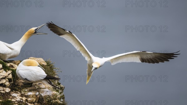 Northern Gannet, Morus bassanus, bird in flight over sea, Bempton Cliffs, North Yorkshire, England, United Kingdom, Europe