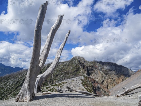 Ash covered slopes of the volcano Chaiten, dead trees of the eruption of 2008, at end of hiking trail up to the crater, Park Pumalin, Patagonia, Chile, South America
