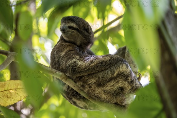 Brown-throated sloth (Bradypus variegatus) in a tree, Cahuita National Park, Costa Rica, Central America