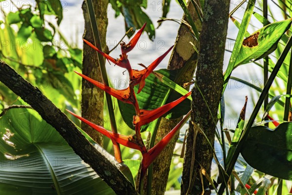 Native flower, Heliconia acuminata, inside the preserved rainforest in Ilhabela, coast of São Paulo, Ilhabela, Sao Paulo, Brazil, South America