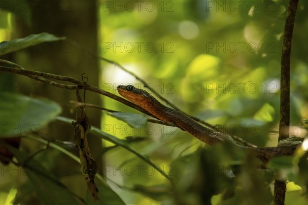 American whipsnake (Mastigodryas melanolomus), slithering on a branch, in the rainforest, Corcovado National Park, Osa, Puntarena Province, Costa Rica, Central America
