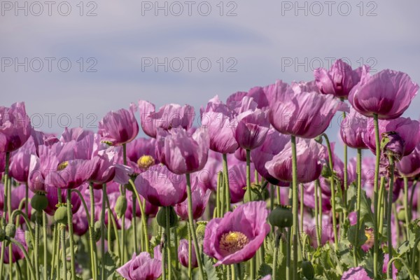 Opium poppy (Papaver somniferum), cultivation of edible poppy, poppy field, Donnersbergkreis, Palatinate, Rhineland-Palatinate