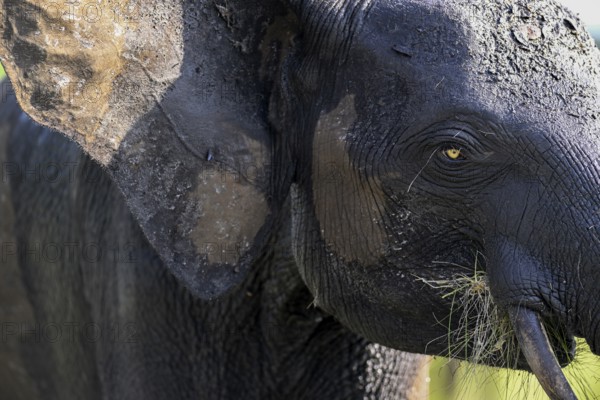 African forest elephant (Loxodonta cyclotis) in Loango National Park, Parc National de Loango, portrait, Ogooué-Maritime Province, Gabon, Africa