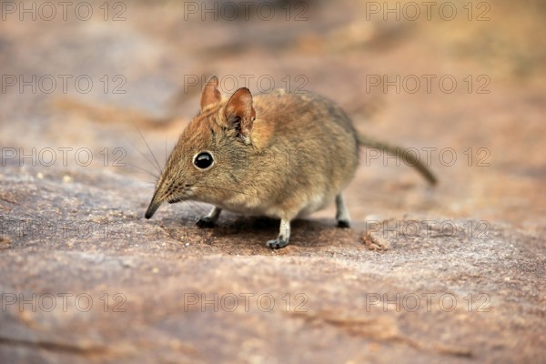 Short-eared elephant shrew, (Macroscelides probosideus), adult, foraging, Mountain Zebra National Park, Eastern Cape, South Africa, Africa