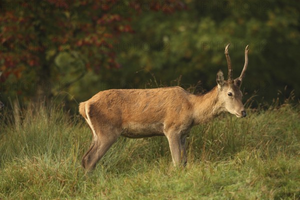 Red deer (Cervus elaphus) spit during the rut, Allgäu, Bavaria, Germany, Allgäu, Bavaria, Germany, Europe