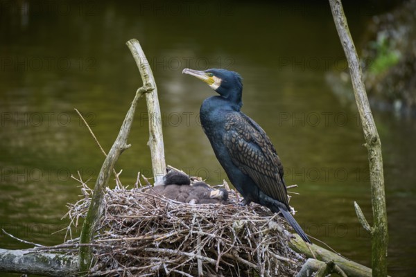 Cormorant (Phalacrocorax carbo) sitting at the nest with young birds, spring, Switzerland, Europe