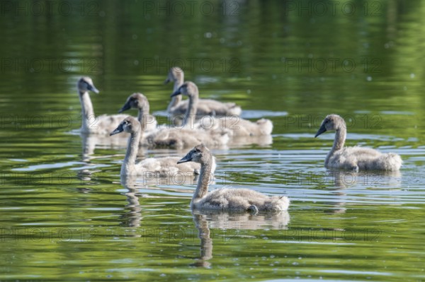 Mute swan (Cygnus olor), young birds swimming on a pond, Thuringia, Germany, Europe