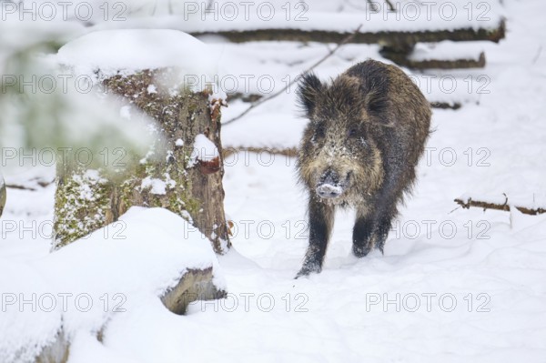 Wild boar (Sus scrofa) in a forest in winter, snow, Bavaria, Germany, Europe